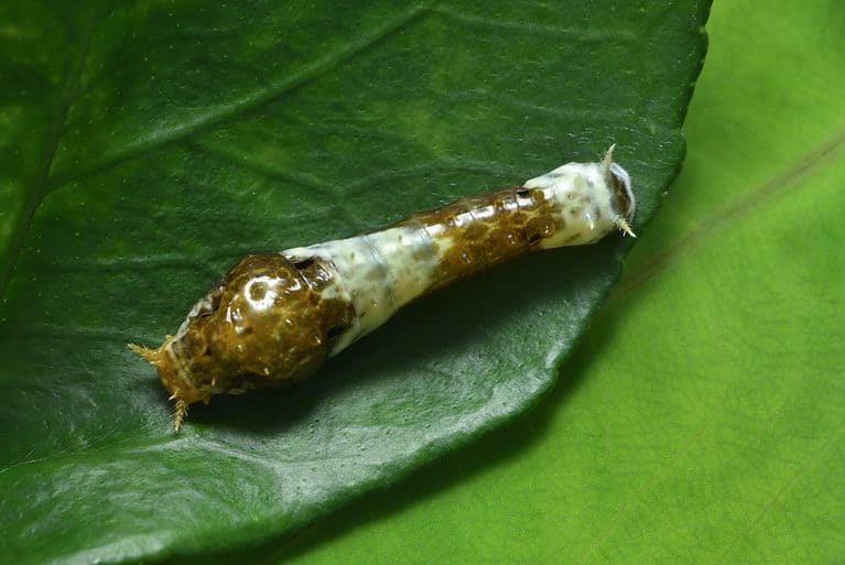 The molting larva of a black swallowtail butterfly is visible center frame on a green leaf. It is mostly brown and light is yellow green as it is shedding its skin