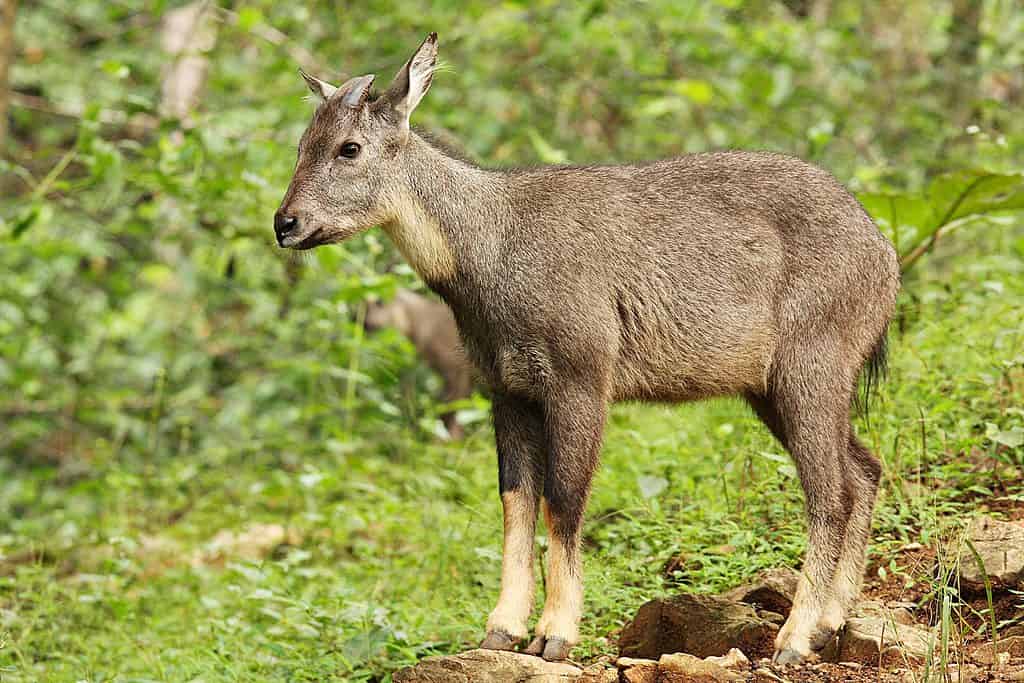 Long-tailed goral (Naemorhedus caudatus)