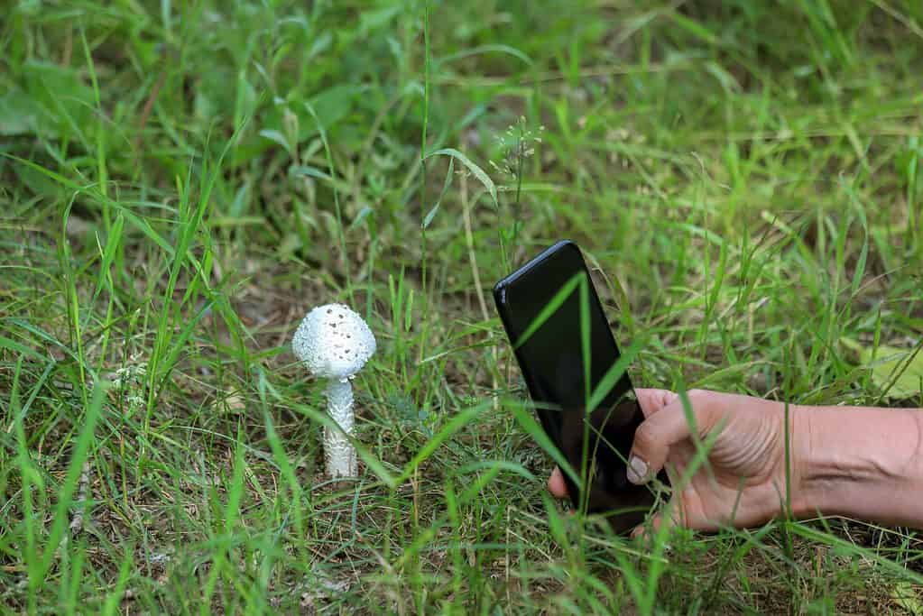 Taking a photo of a mushroom to study