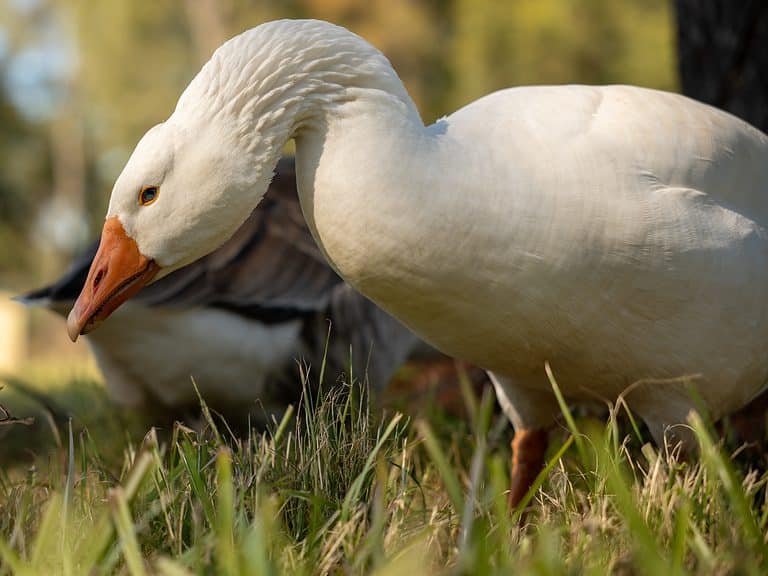 White male pilgrim goose
