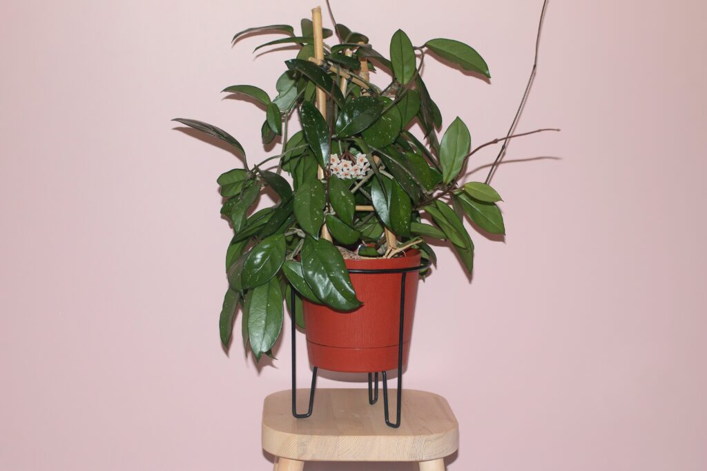 Hoya australis plant in a pot