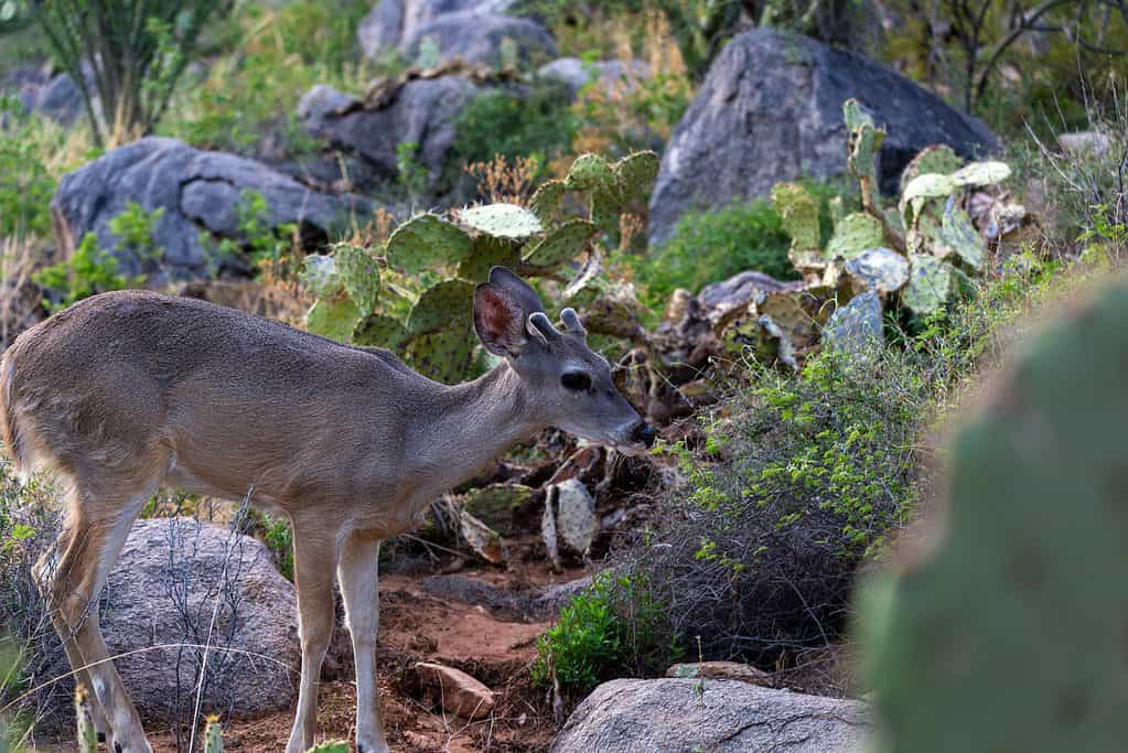 Coues whitetail deer, Odocoileus virginianus couesi, a young male buck with velvet antlers in the Sonoran Desert foraging for food in the morning. Beautiful wildlife in Pima County, Arizona, USA