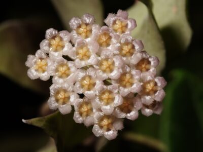 A Hoya Flowers: Do Hoya Plants Produce Blooms?