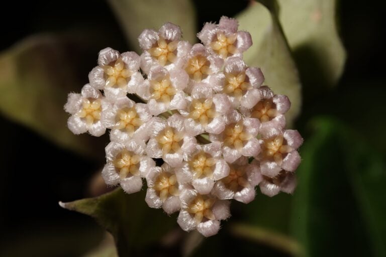 Sunrise hoya flowers