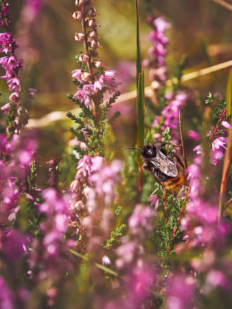 Bombus rupestris (red-tailed cuckoo bumblebee) between between the purple heather