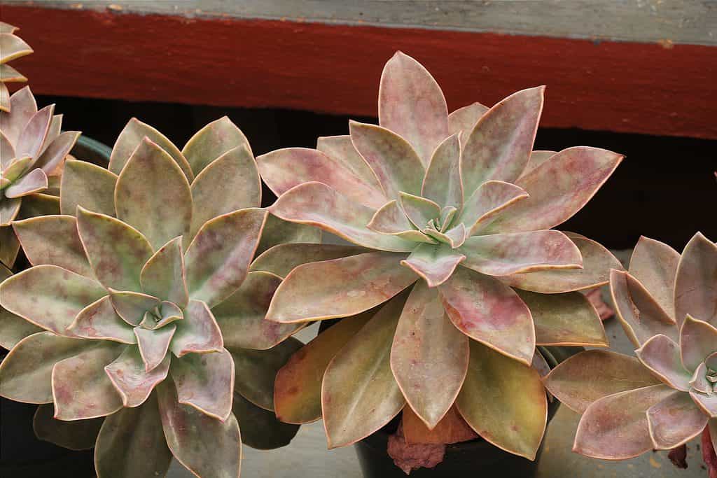 Graptoveria 'Fred Ives' succulent