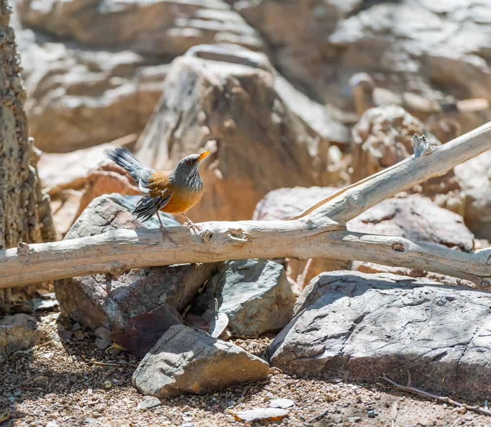 rufous-backed robin