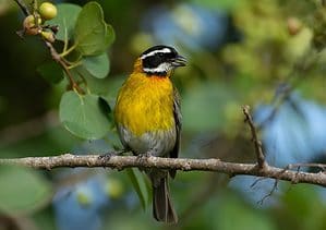 Puerto Rico Spindalis: Official Bird of Puerto Rico - A-Z Animals