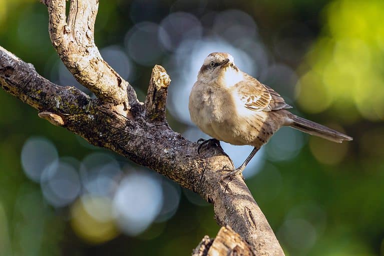 Chalk-browed Mockingbird, Mimus saturninus, perches on a branch.