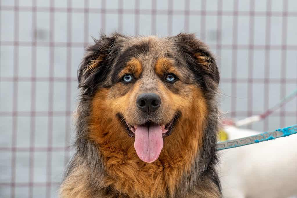 Australian shepherd mixed with a store golden retriever