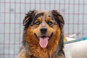 Australian retriever isolated