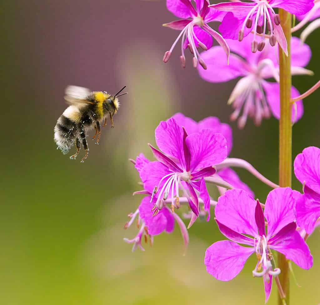 How Many Legs Do Bees Have? 7 Interesting Facts About Bee Anatomy