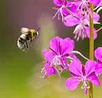 Bohemian cuckoo bumblebee