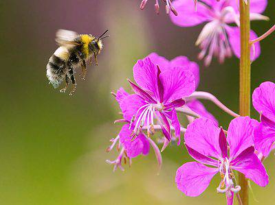 Gypsy Cuckoo Bumblebee Picture