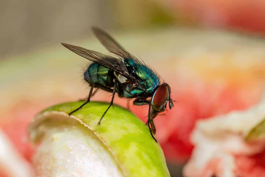 Flies are attracted to things such as rotten fruit and garbage.
