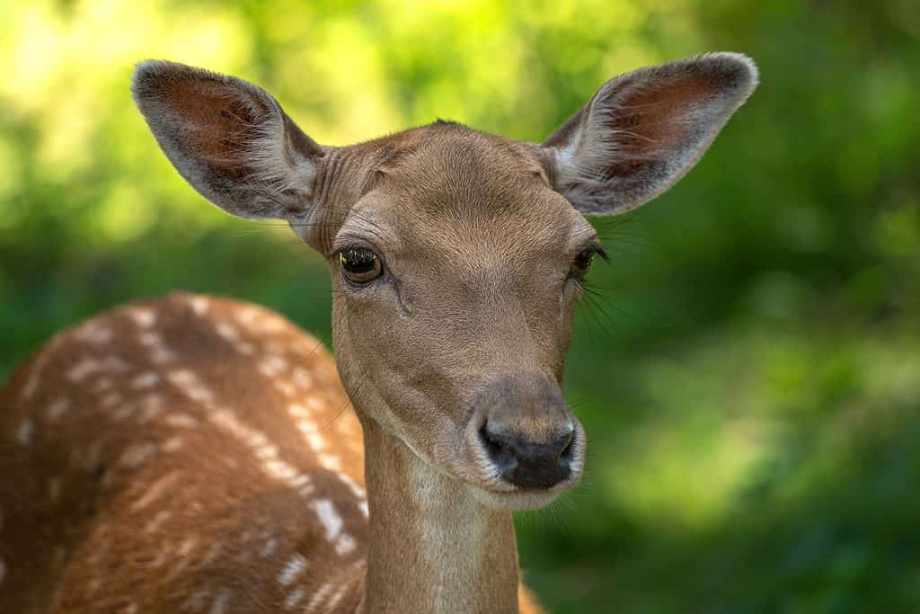 Deer Spirit Animal Symbolism & Meaning - AZ Animals