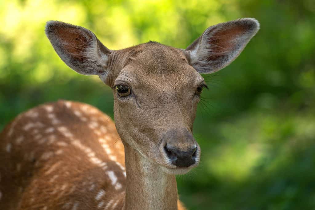 Close-up of a female fallow deer