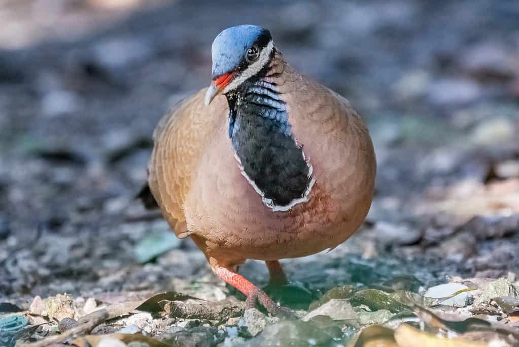 Blue-headed quail-dove or blue-headed partridge-dove - Starnoenas cyanocephala walking on ground. Photo from Cueva de los Peces Cuba.