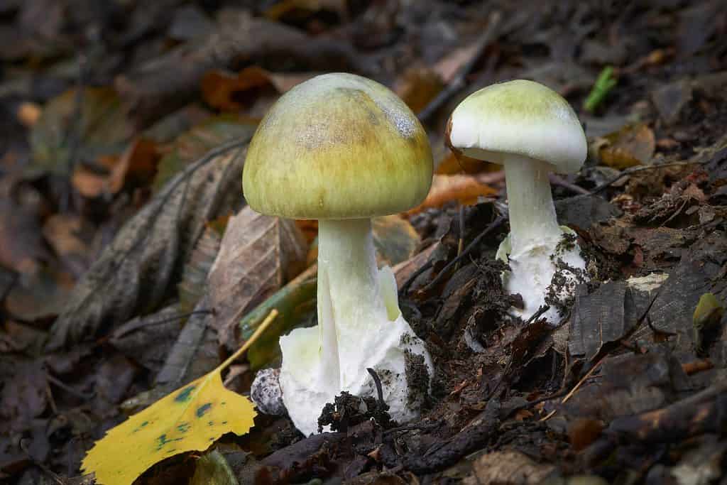 Amanita phalloides 