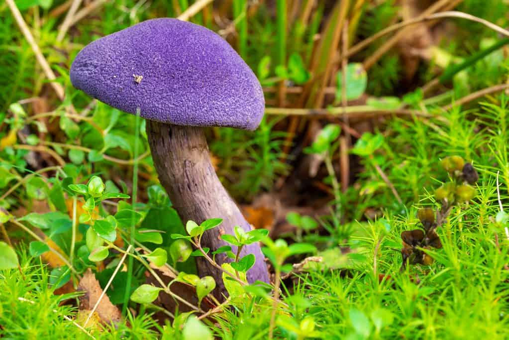 Cortinarius violaceus, commonly known as violet webcap mushroom