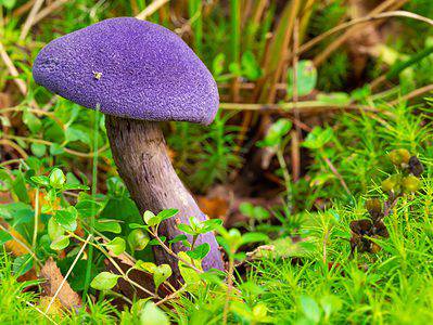 A 3 Types of Purple Mushrooms
