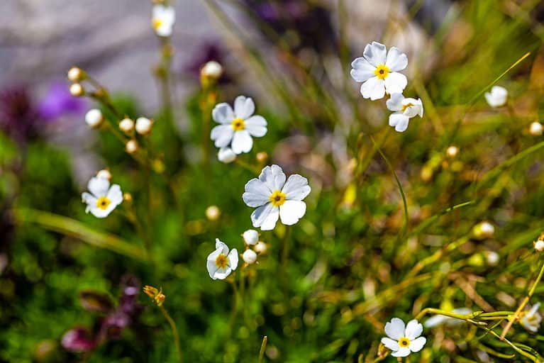 Rock Jasmine