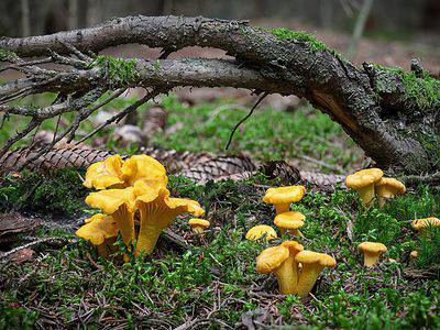 A Discover 17 Types of Yellow Mushrooms