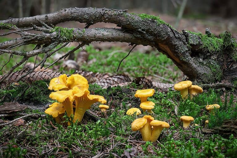 Cantharellus cibarius, girolle