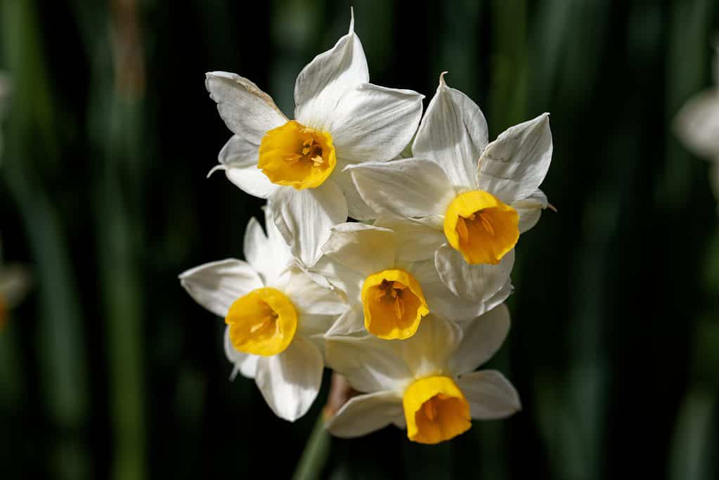 'Canaliculatus' Tazetta Daffodils