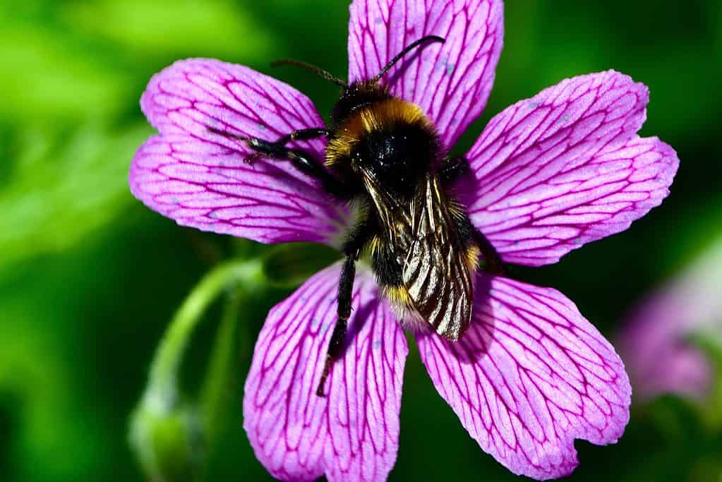 Macro of a vestal cuckoo bumblebee on a five pedaled pink flower with purple veins against a green background.