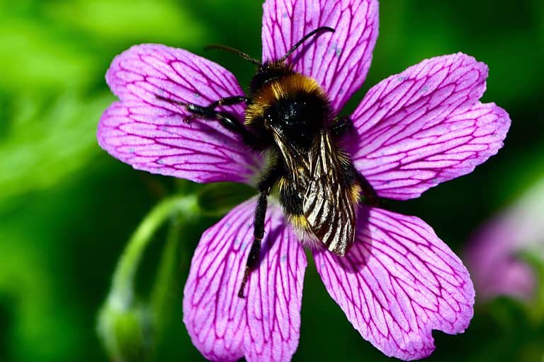 Macro of a vestal cuckoo bumblebee on a five pedaled pink flower with purple veins against a green background.