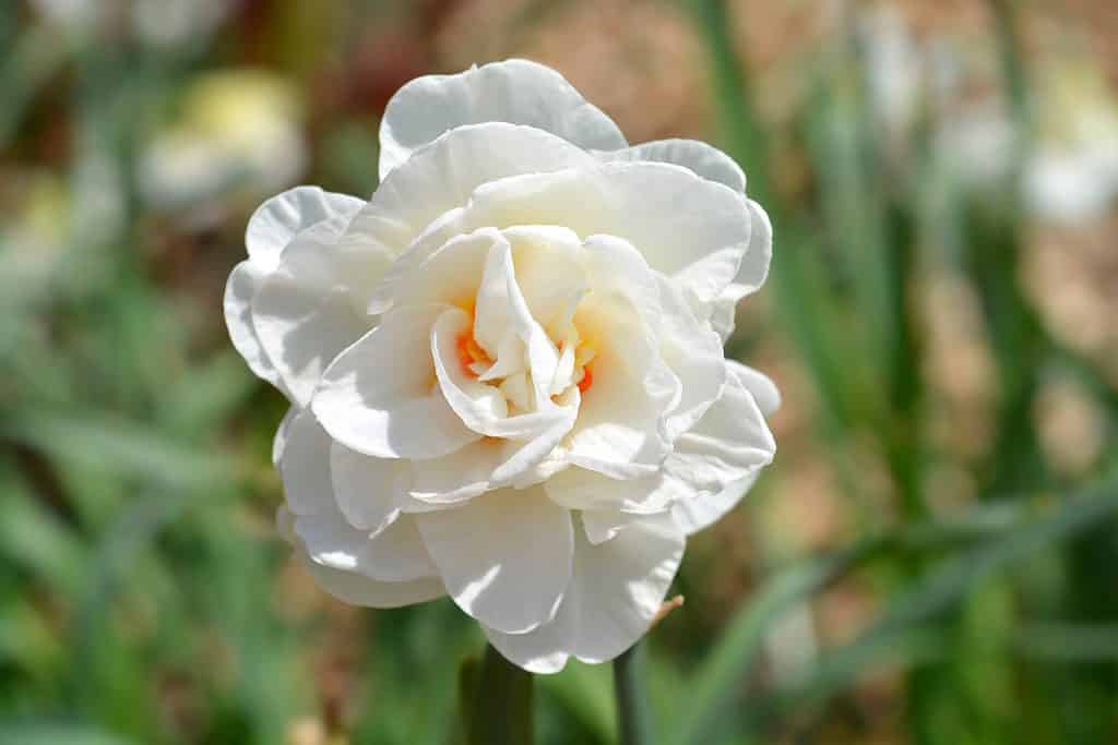 'Flower Drift' Double Daffodil