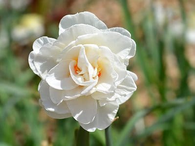 A Discover These 9 Rare Types of Daffodils