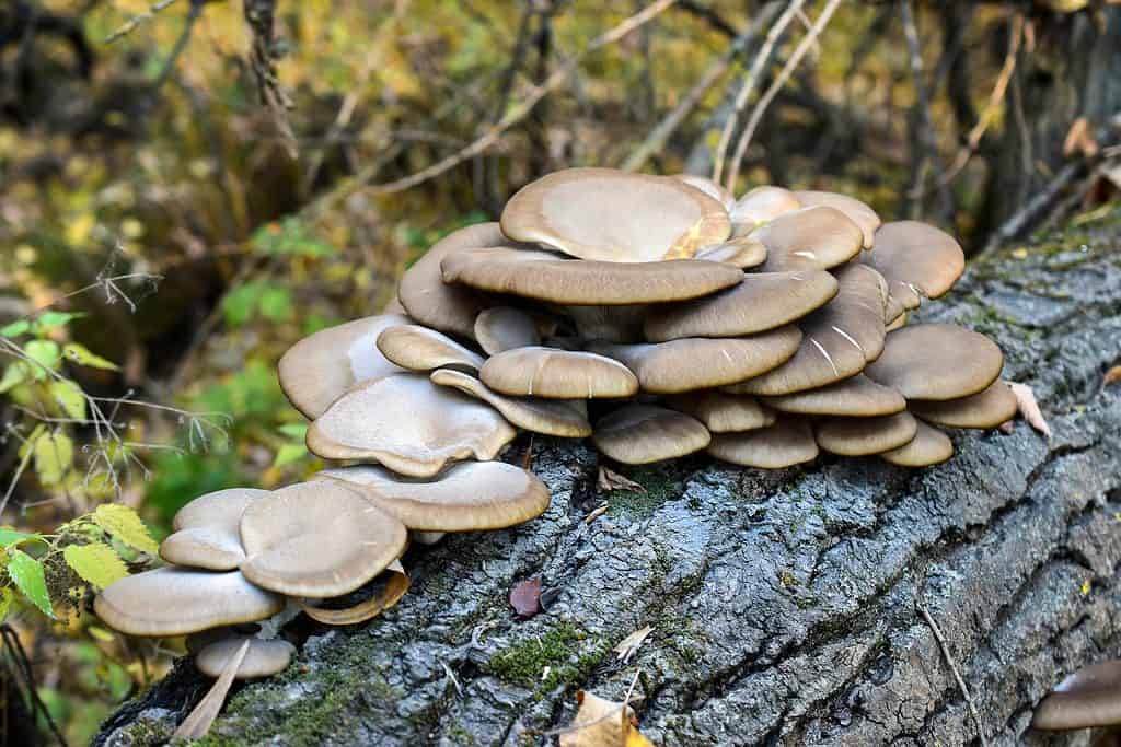 Oyster mushrooms can be found on fallen logs and dead stumps