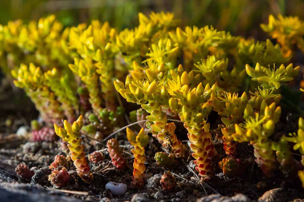 Sedum acre