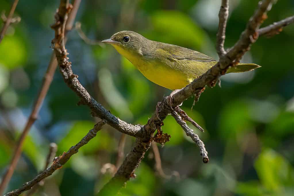 Juvenile female Mourning Warbler, Geothlypis philadelphia, perched on a branch.