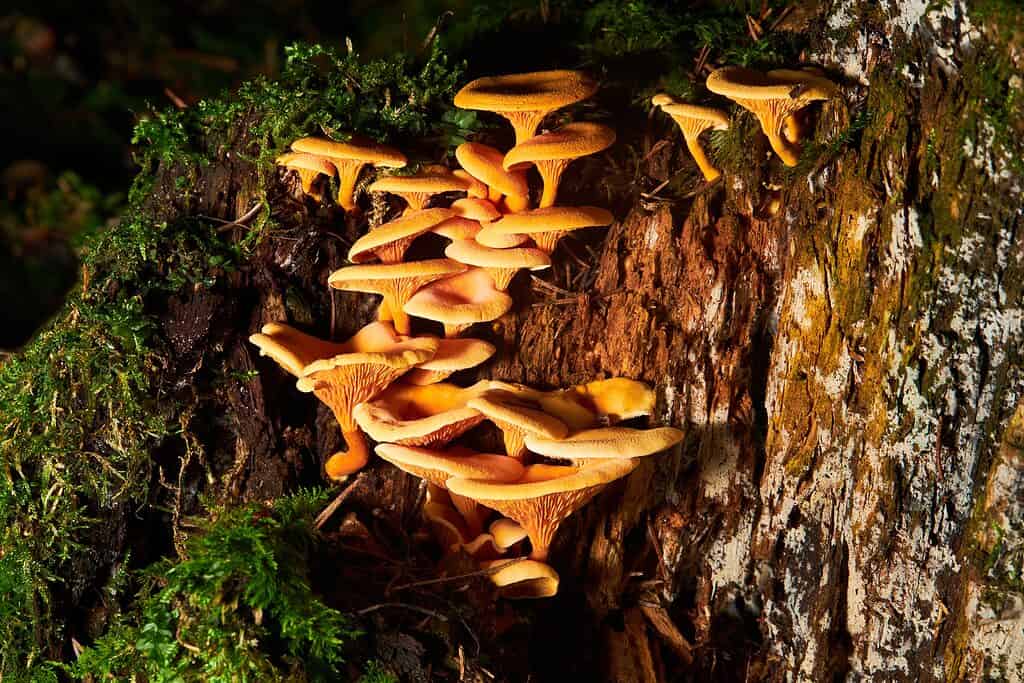 Hygrophoropsis aurantiaca, false chanterelles