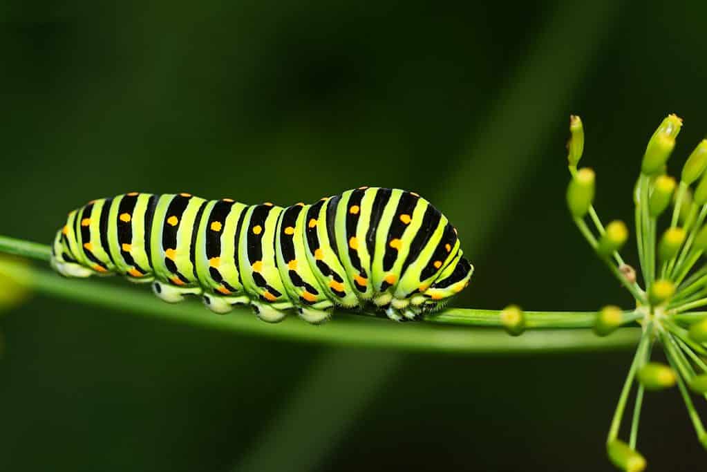 Photograph of a black swallowtail caterpillar. The caterpillar is lime green with black stripes that have yellow markings on them.