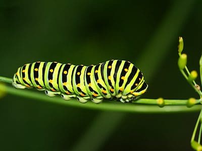 A 10 Types of Green Caterpillars with Pictures and Identification