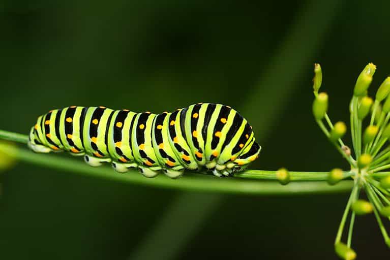 Photograph of a black swallowtail caterpillar. The caterpillar is lime green with black stripes that have yellow markings on them. The caterpillar is on a green stem against a green background.