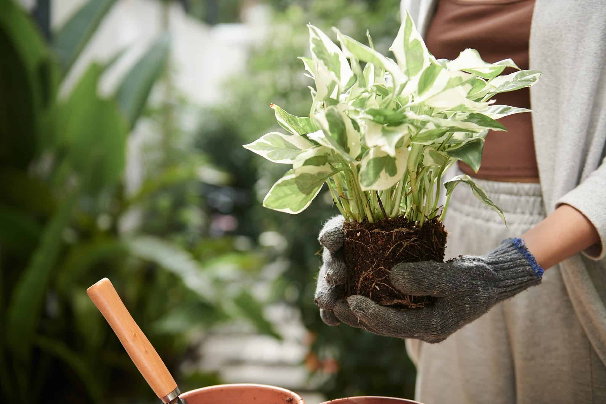 Do Pothos Like To Be Root-Bound? Everything You Need To Know - AZ Animals