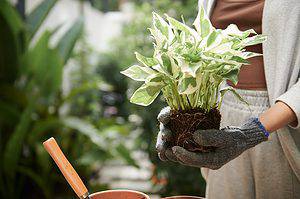 How to Repot a Pothos Houseplant Picture