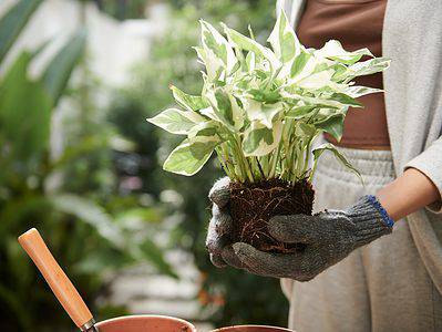 A How to Repot a Pothos Houseplant