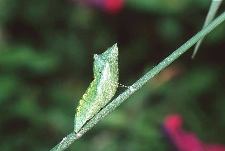 The chrysalis of a black swallowtail is visible center frame attached to a green stem by white threadlike material. The chrysalis is primarily green and looks similar to a puffed up leaf. Shot against a green background.
