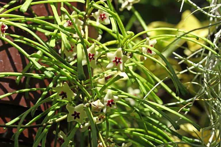 Hoya retusa flowers