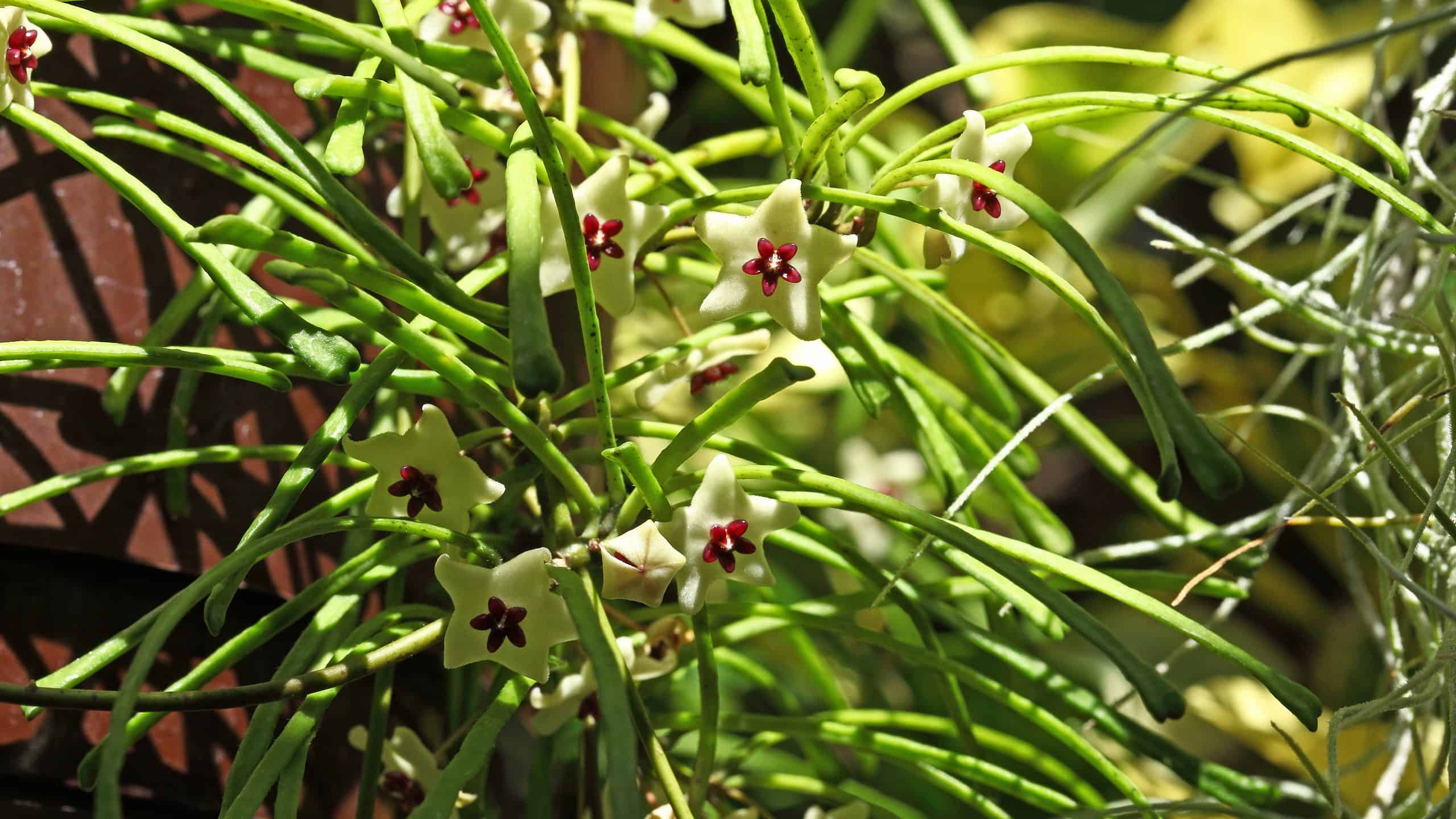 Hoya retusa flowers