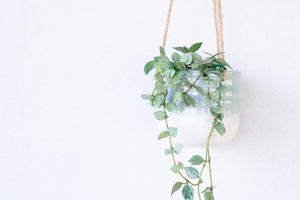 Eskimo hoya plant in a hanging container