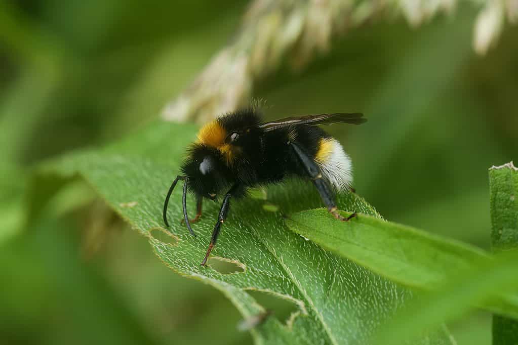 closeup on a male Vestal cuckoo bumblebee, Bombus vestalis sitting on a green leaf
