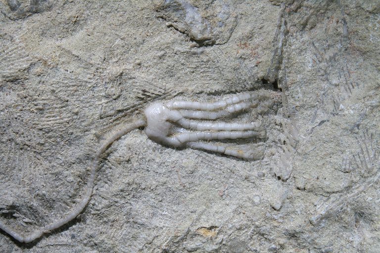 Crinoid fossil