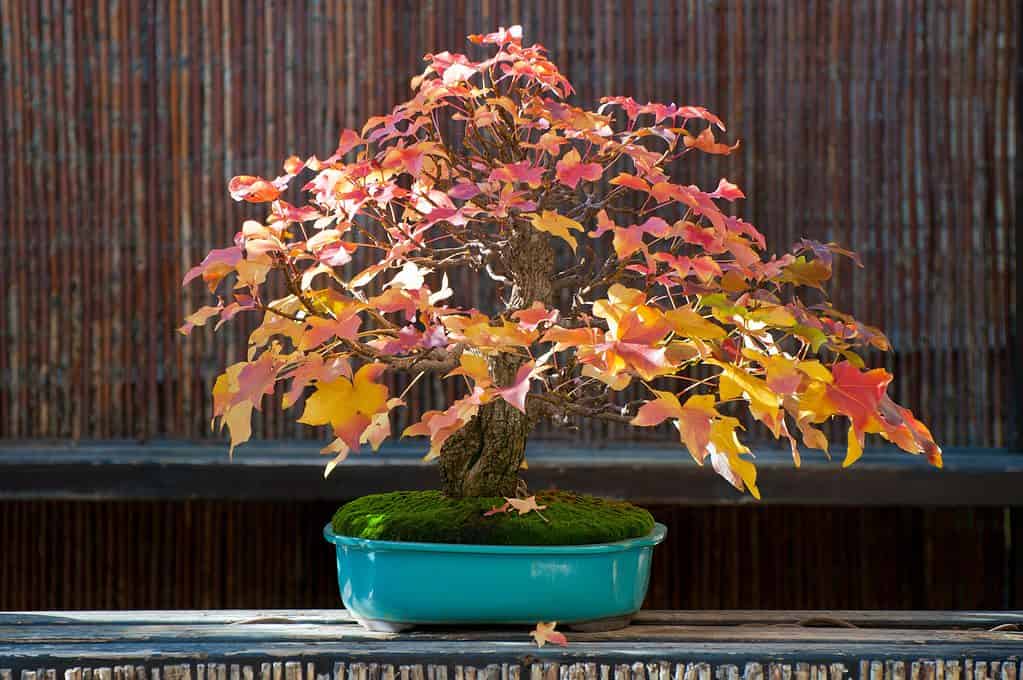 Liquidamber bonsai - sweetgum tree